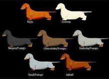 perros salchichas colores