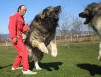 ¿Qué raza de perro le puede ganar a un lobo?