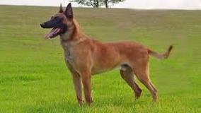 ¿Cómo se llama el perro que se parece al pastor alemán?