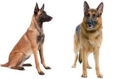 ¿Cuál es la mejor raza de perro pastor?