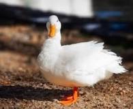 ¿Cuáles son las razas de patos?