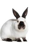 ¿Qué raza son los conejos peludos?
