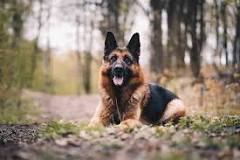 ¿Cuáles son los mejores perros policías?