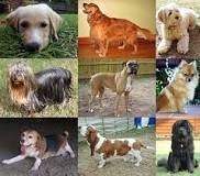 razas de perros grandes pelo corto