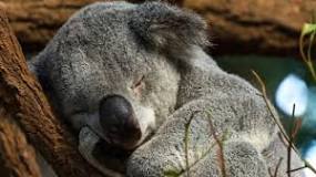 ¿Qué hace un koala cuando no duerme?