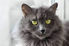 ¿Cómo se llama la raza de gato gris?