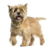 ¿Qué raza es Cairn Terrier?