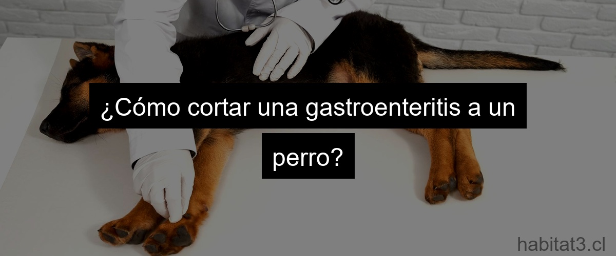 ¿Cómo cortar una gastroenteritis a un perro?