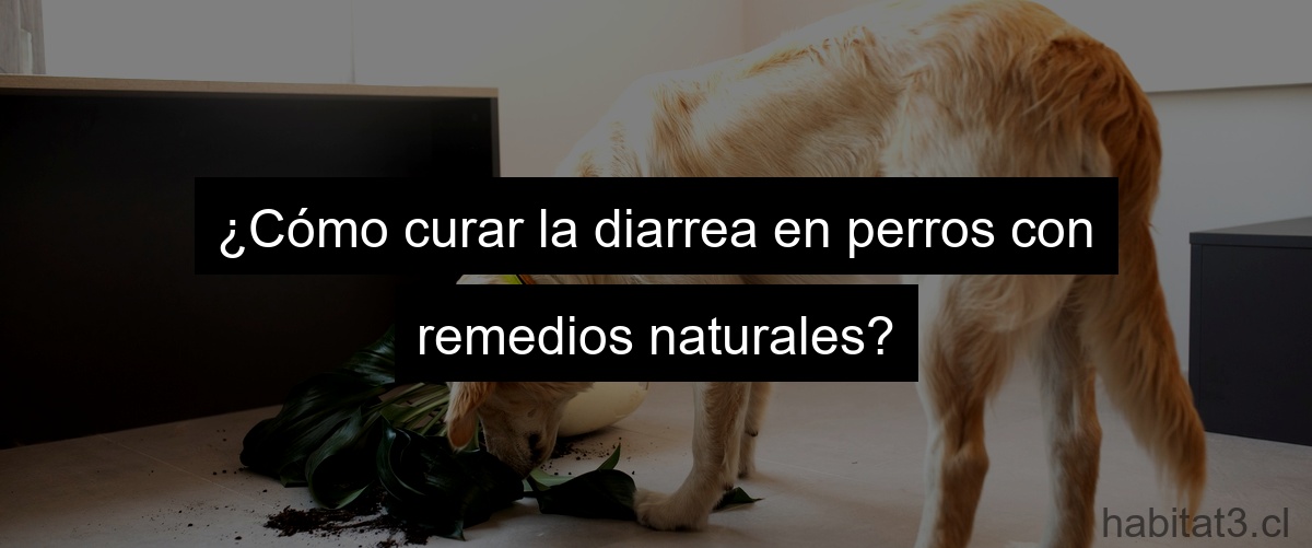 ¿Cómo curar la diarrea en perros con remedios naturales?