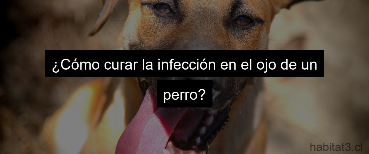 ¿Cómo curar la infección en el ojo de un perro?