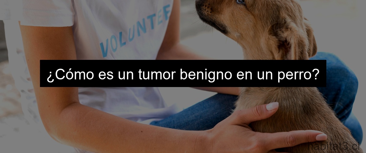 ¿Cómo es un tumor benigno en un perro?