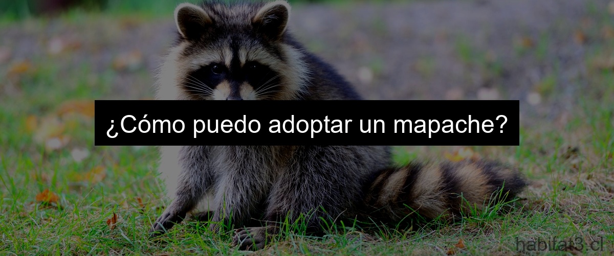 ¿Cómo puedo adoptar un mapache?