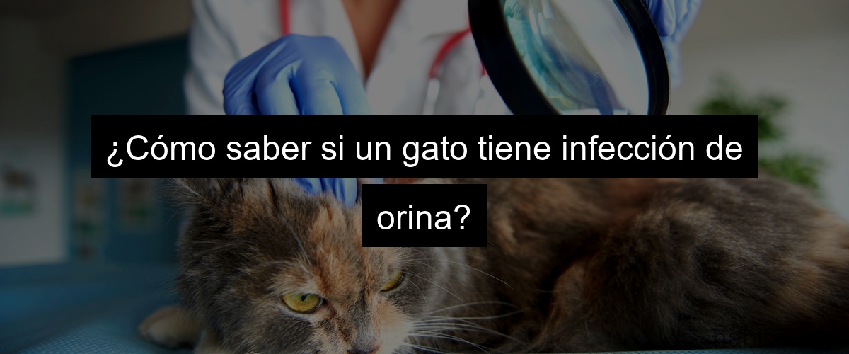 ¿Cómo saber si un gato tiene infección de orina?