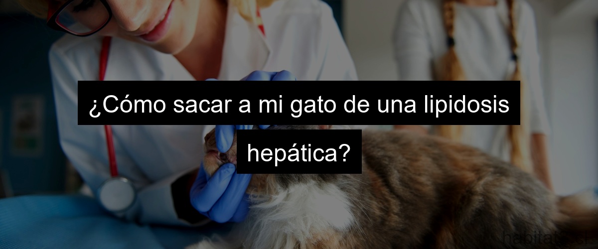 ¿Cómo sacar a mi gato de una lipidosis hepática?