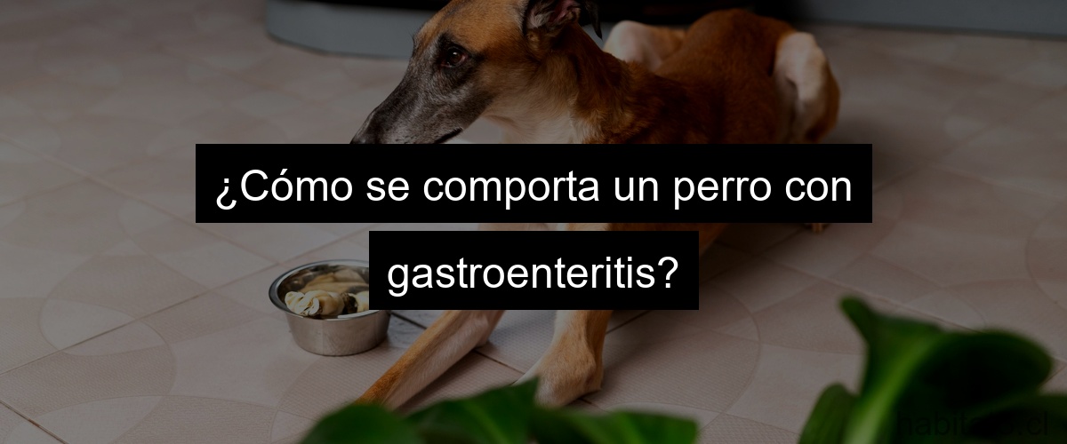 ¿Cómo se comporta un perro con gastroenteritis?