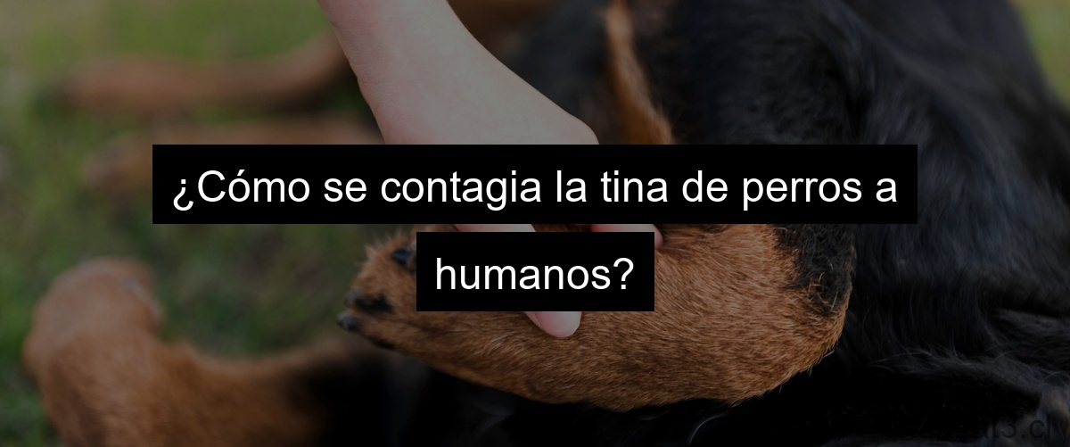 ¿Cómo se contagia la tina de perros a humanos?
