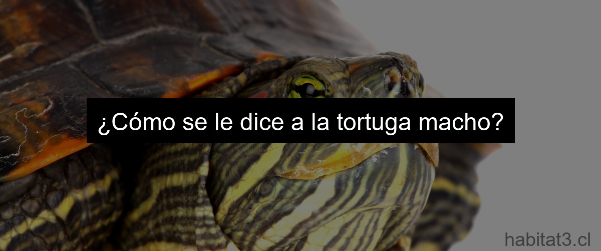 ¿Cómo se le dice a la tortuga macho?