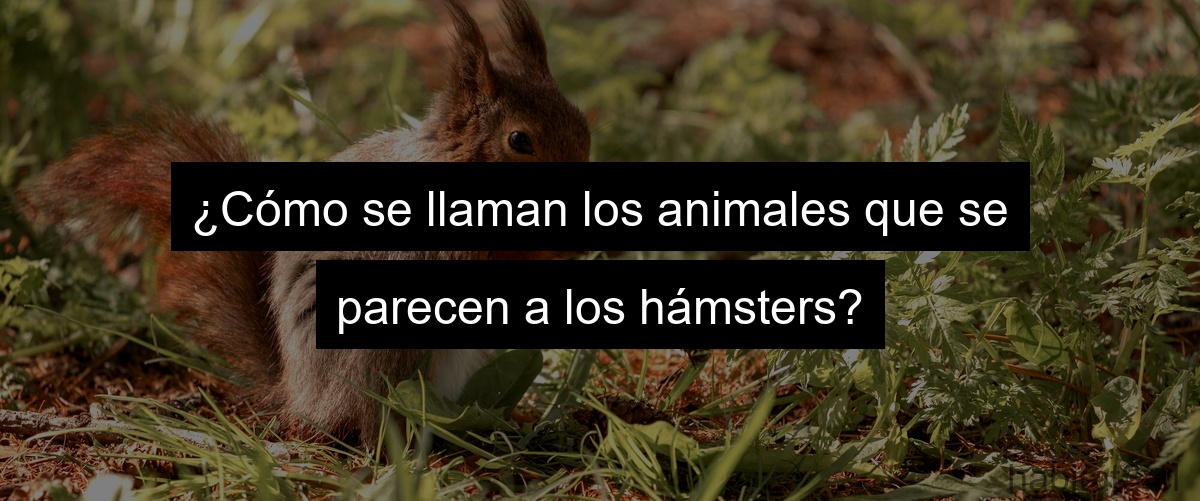 ¿Cómo se llaman los animales que se parecen a los hámsters?