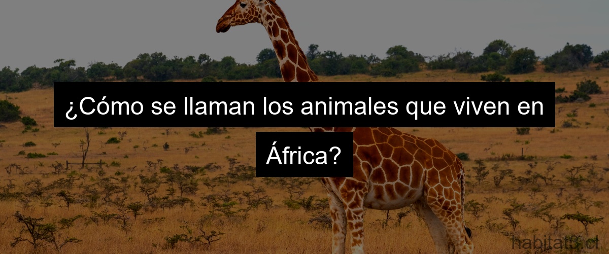 ¿Cómo se llaman los animales que viven en África?