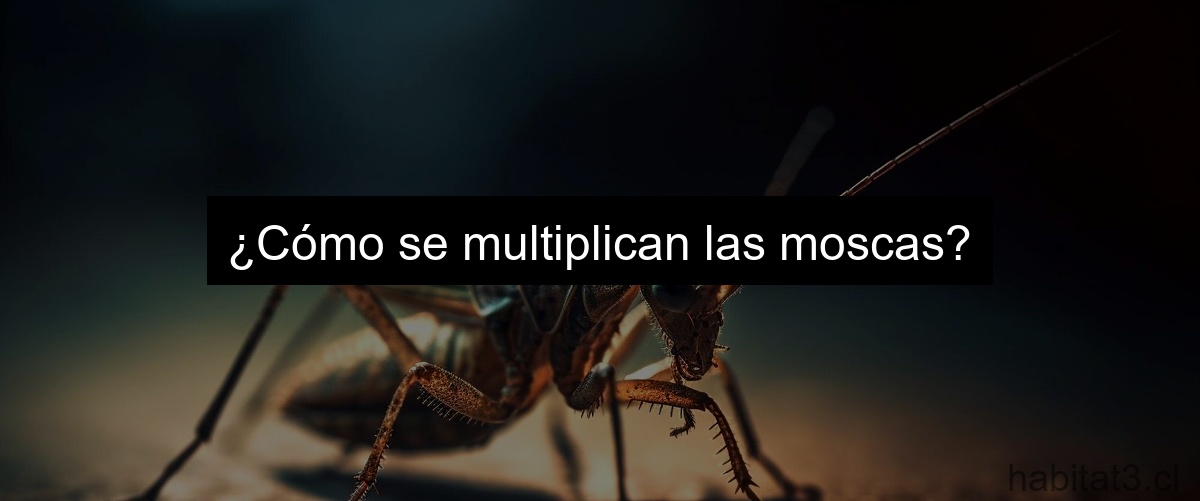 ¿Cómo se multiplican las moscas?