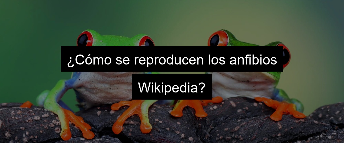 ¿Cómo se reproducen los anfibios Wikipedia?