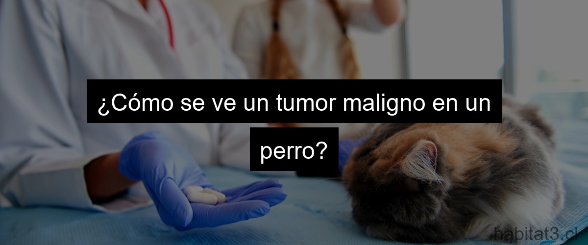 ¿Cómo se ve un tumor maligno en un perro?