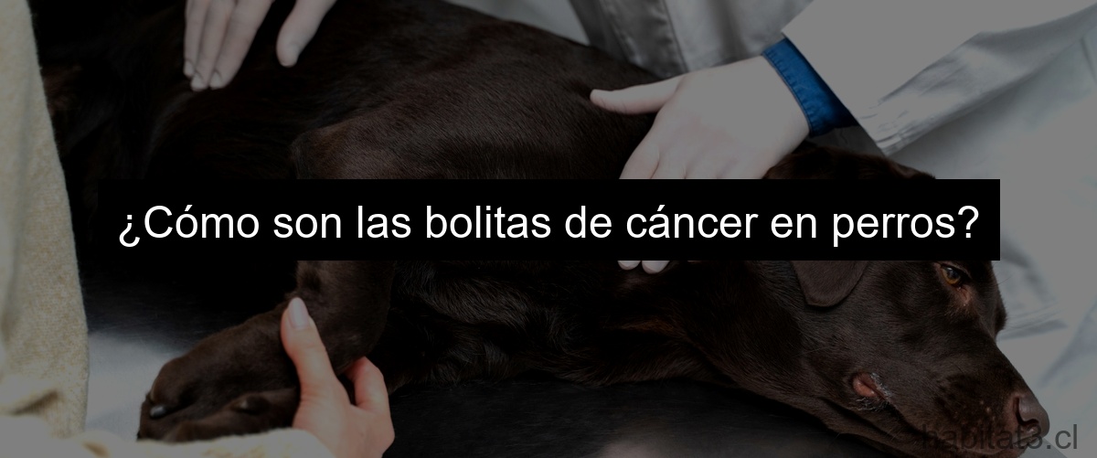 ¿Cómo son las bolitas de cáncer en perros?
