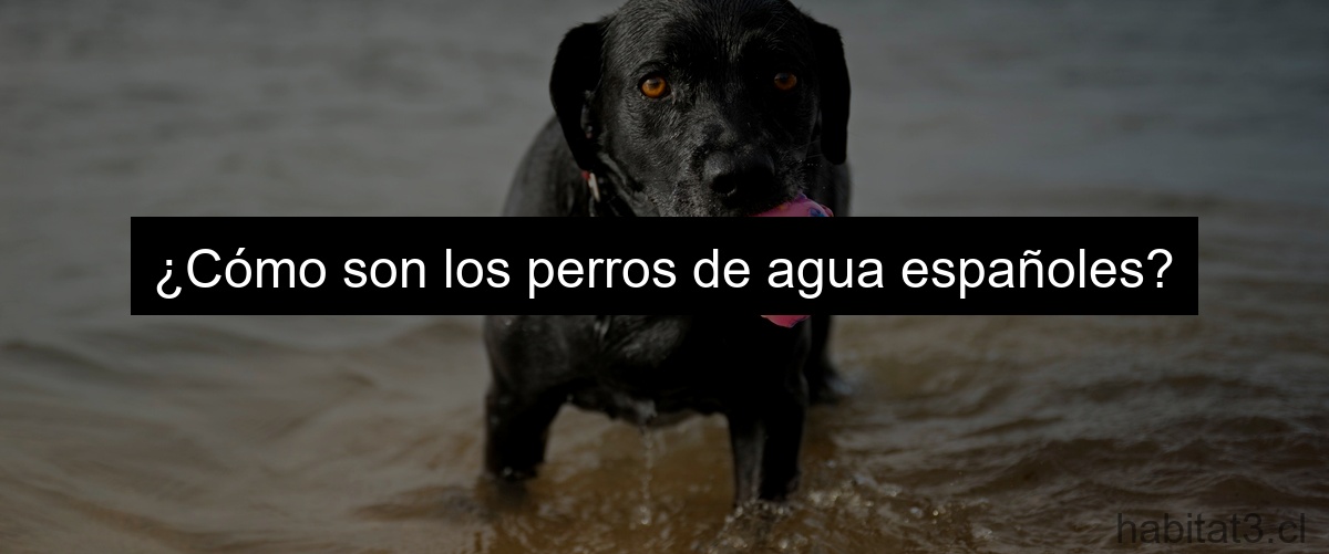 ¿Cómo son los perros de agua españoles?