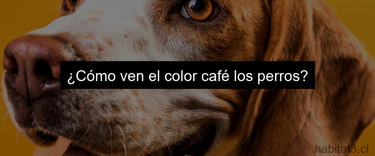 ¿Cómo ven el color café los perros?