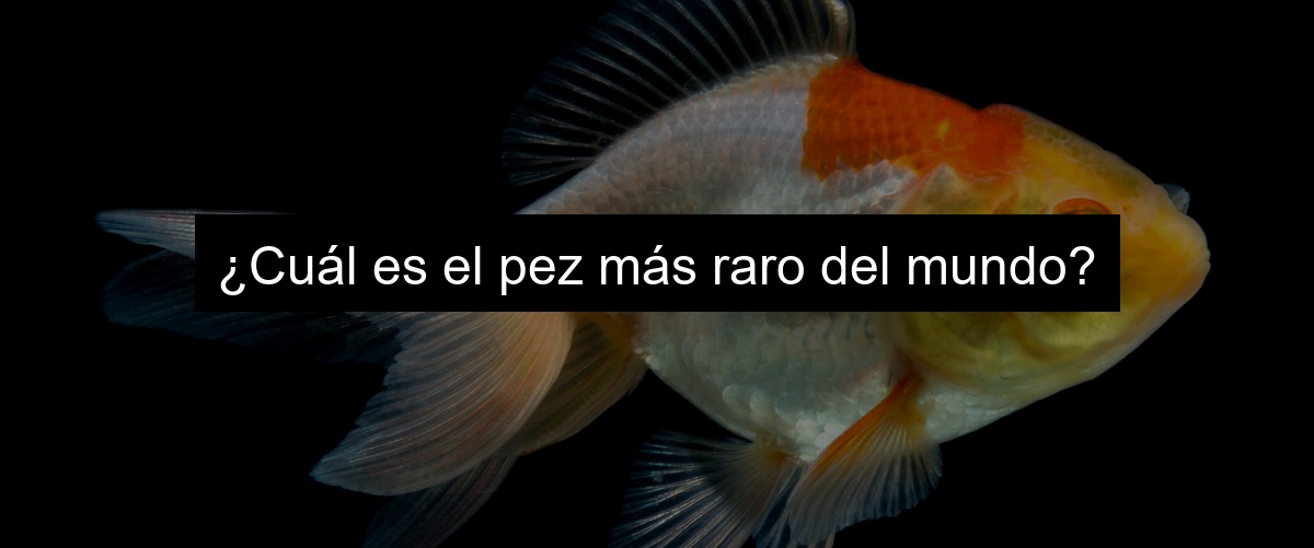 ¿Cuál es el pez más raro del mundo?