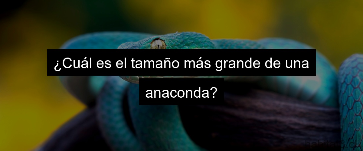 ¿Cuál es el tamaño más grande de una anaconda?