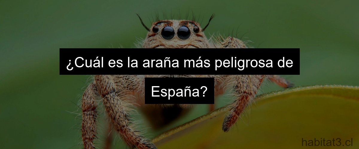 ¿Cuál es la araña más peligrosa de España?