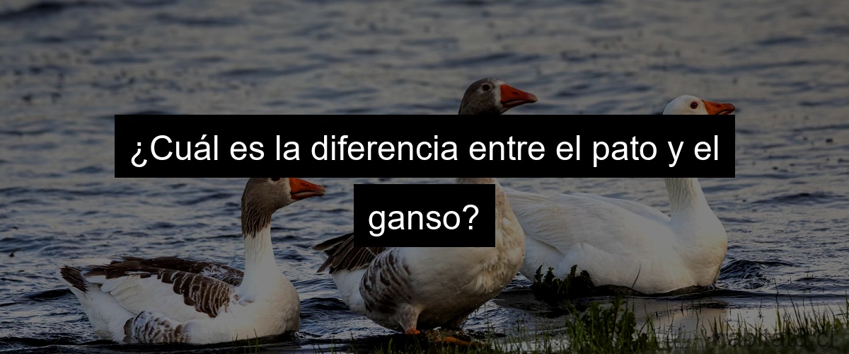 ¿Cuál es la diferencia entre el pato y el ganso?