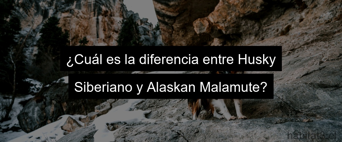 ¿Cuál es la diferencia entre Husky Siberiano y Alaskan Malamute?