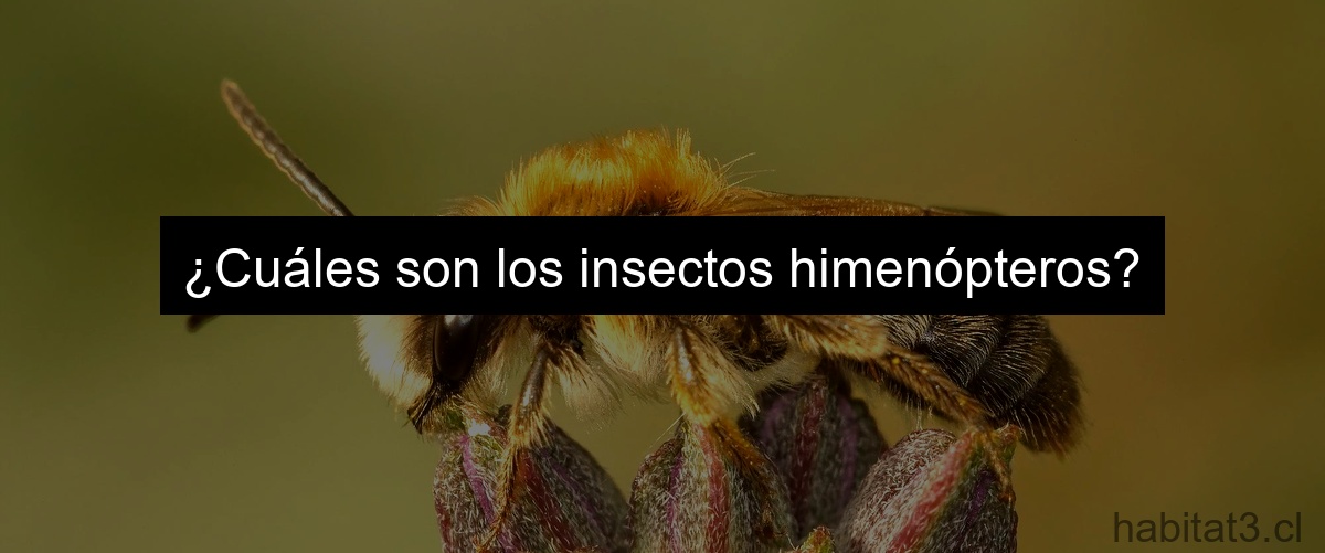 ¿Cuáles son los insectos himenópteros?