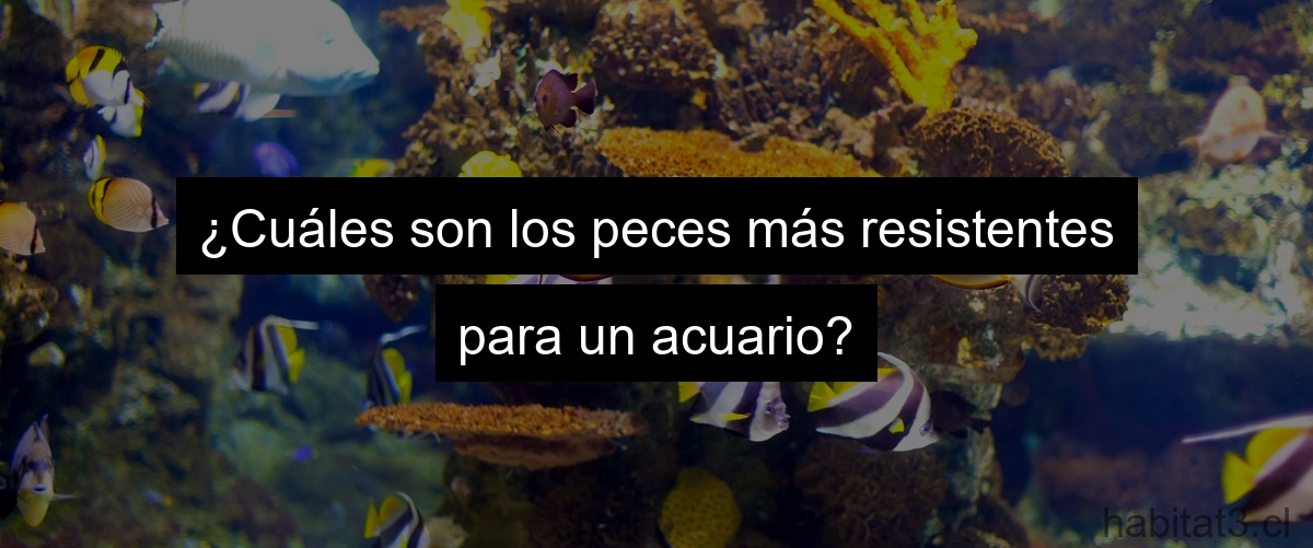 ¿Cuáles son los peces más resistentes para un acuario?