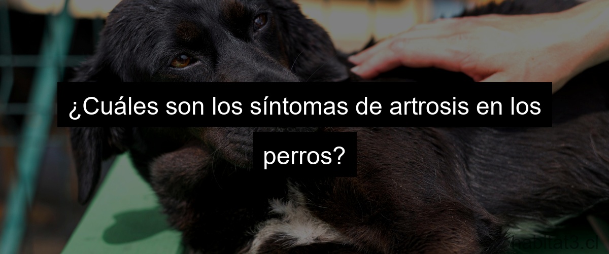 ¿Cuáles son los síntomas de artrosis en los perros?