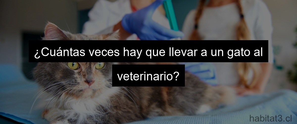 ¿Cuántas veces hay que llevar a un gato al veterinario?