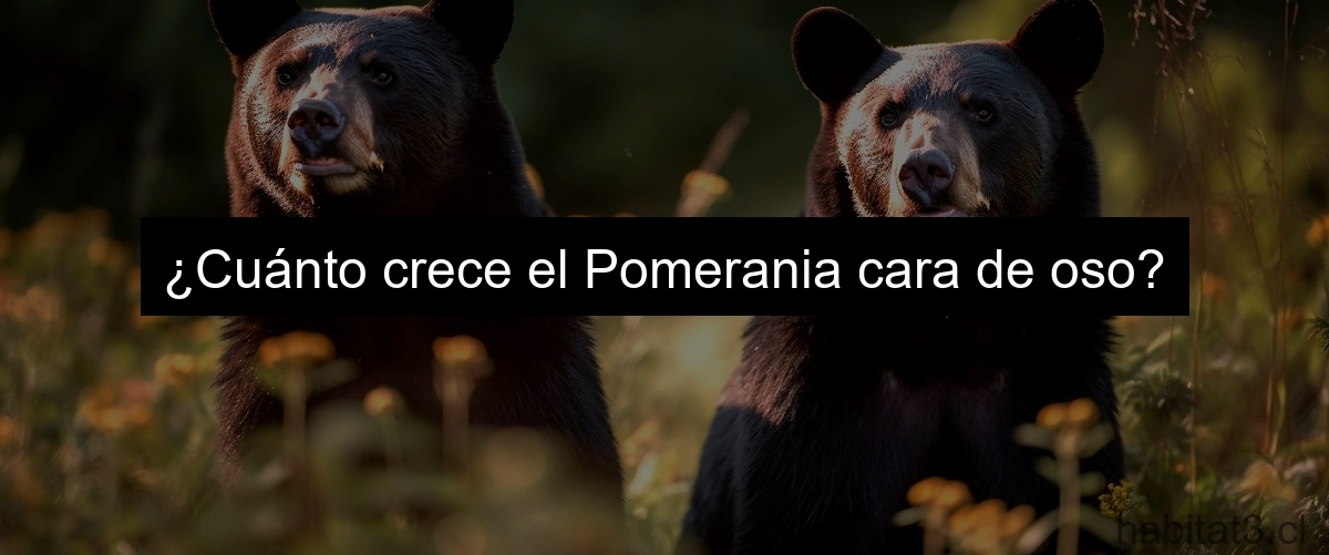 ¿Cuánto crece el Pomerania cara de oso?