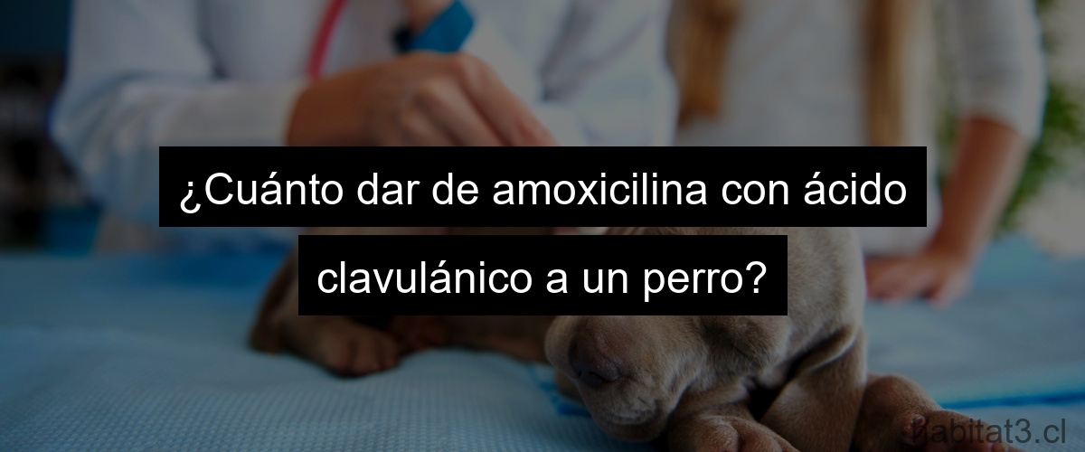 ¿Cuánto dar de amoxicilina con ácido clavulánico a un perro?