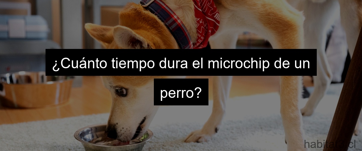 ¿Cuánto tiempo dura el microchip de un perro?