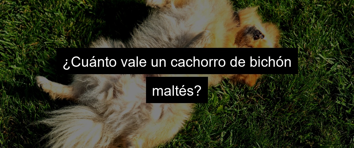 ¿Cuánto vale un cachorro de bichón maltés?