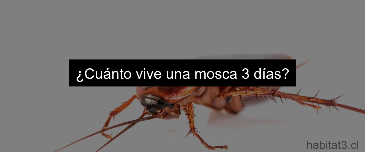 ¿Cuánto vive una mosca 3 días?