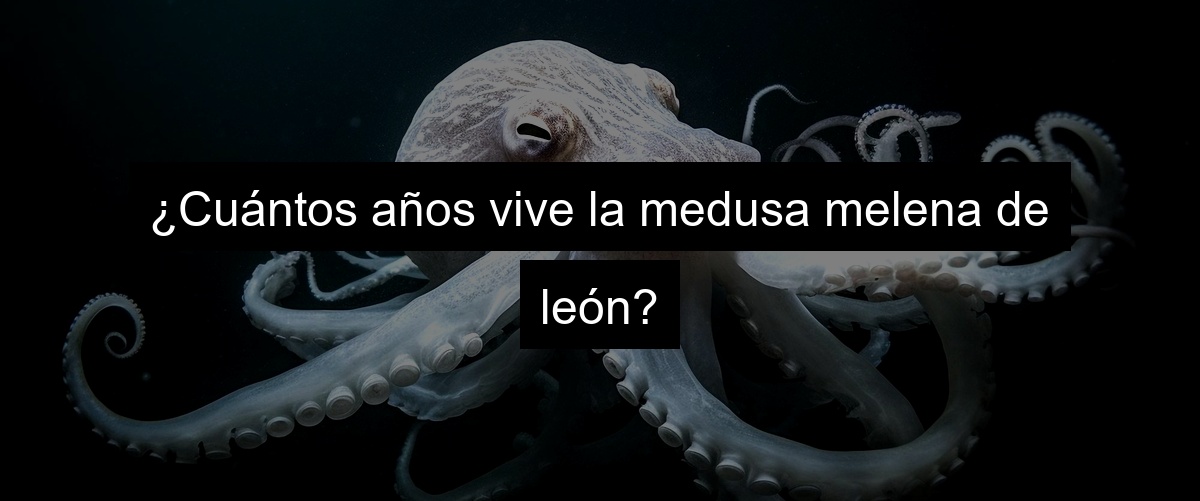 ¿Cuántos años vive la medusa melena de león?