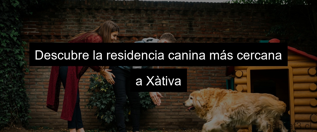 Descubre la residencia canina más cercana a Xàtiva