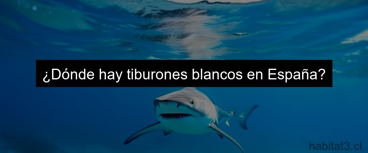 ¿Dónde hay tiburones blancos en España?