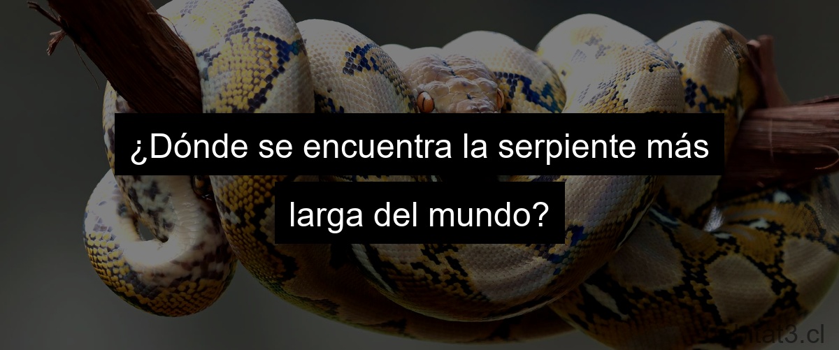 ¿Dónde se encuentra la serpiente más larga del mundo?