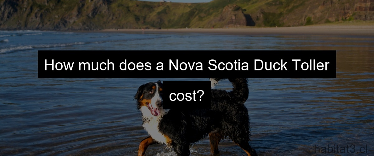 How much does a Nova Scotia Duck Toller cost?