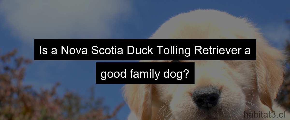 Is a Nova Scotia Duck Tolling Retriever a good family dog?