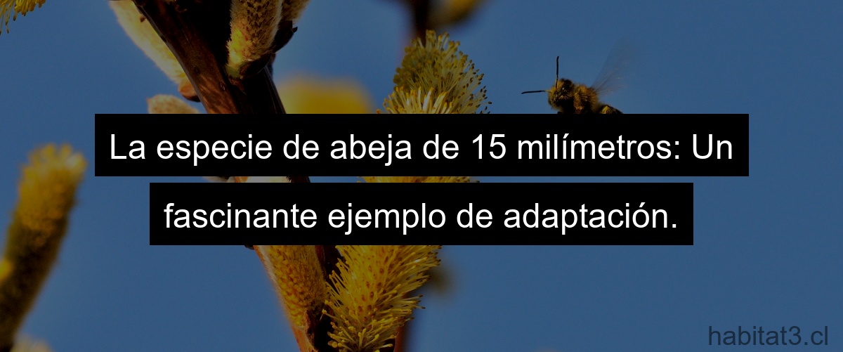 La especie de abeja de 15 milímetros: Un fascinante ejemplo de adaptación.